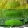 lyc dispar larva3 volg1